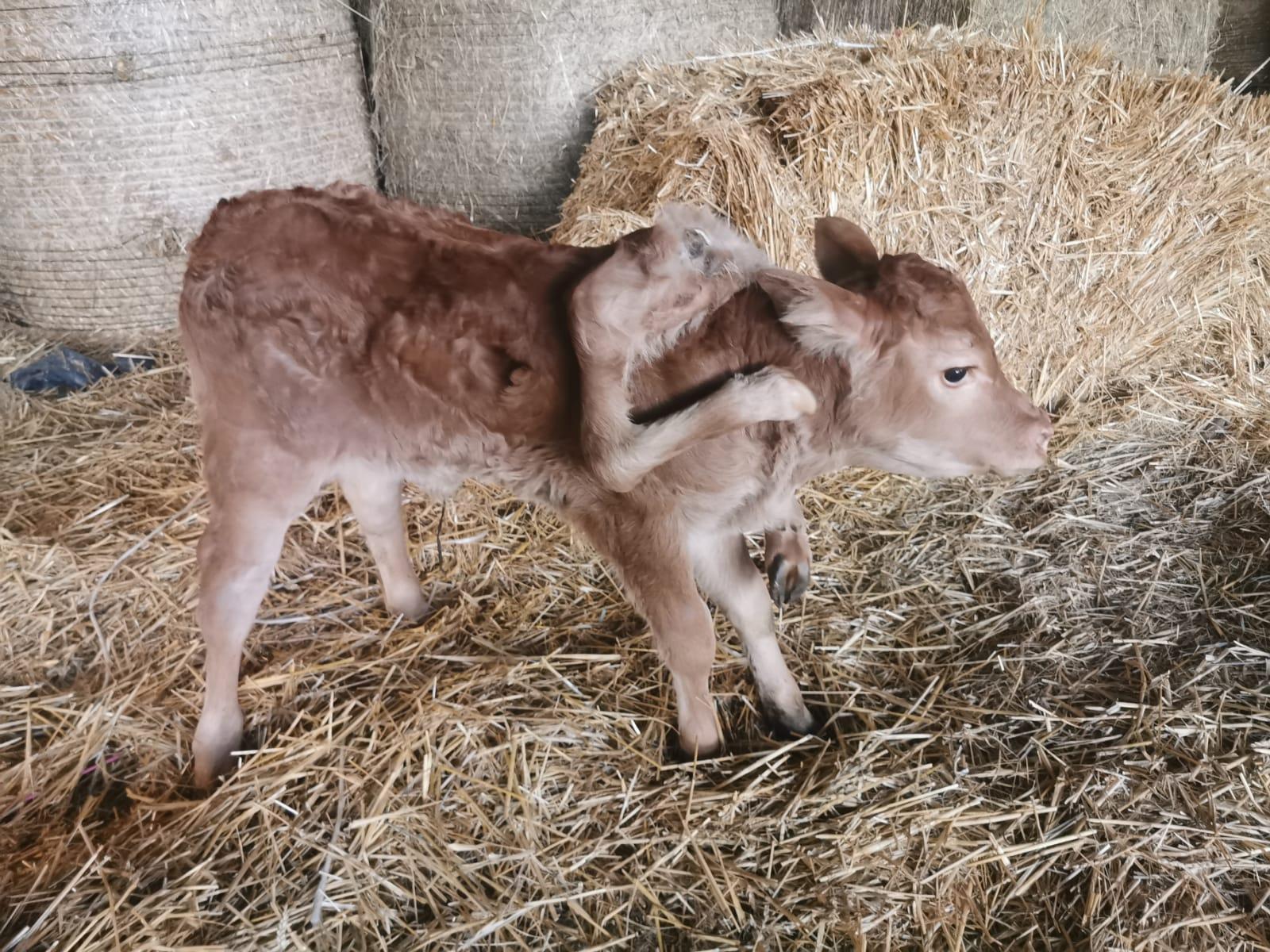 Ce veau, star des réseaux sociaux, a six pattes Ce veau, star des réseaux sociaux, a six pattes