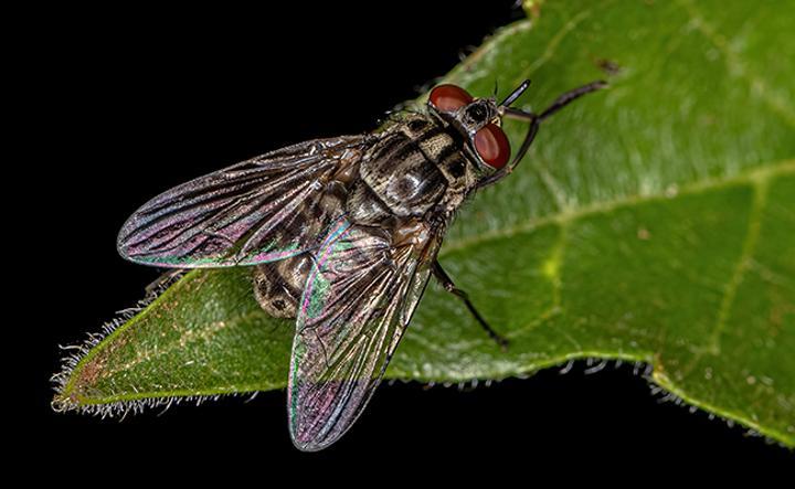 Les secrets du vieillissement humain ont peut-être un lien avec celui des mouches