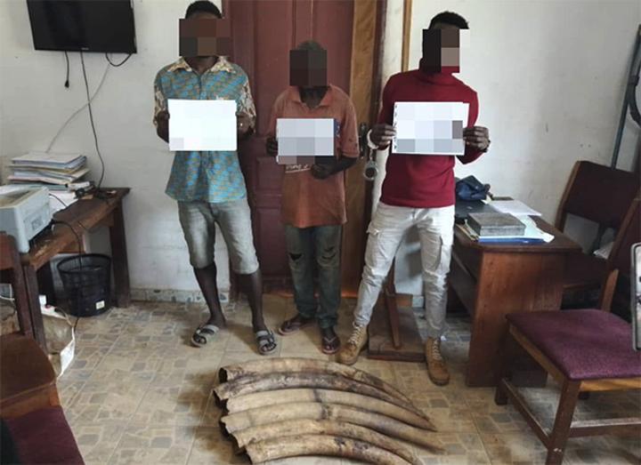 Trafic d’ivoire : Interpellation de trois indélicats à Mouila