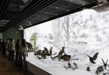 Musée Zoologique de Strasbourg Rouvre Pour Réflexion Musée Zoologique de Strasbourg Rouvre Pour Réflexion