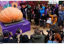 Russie: Record National pour une Citrouille de 900 Kg Russie: Record National pour une Citrouille de 900 Kg