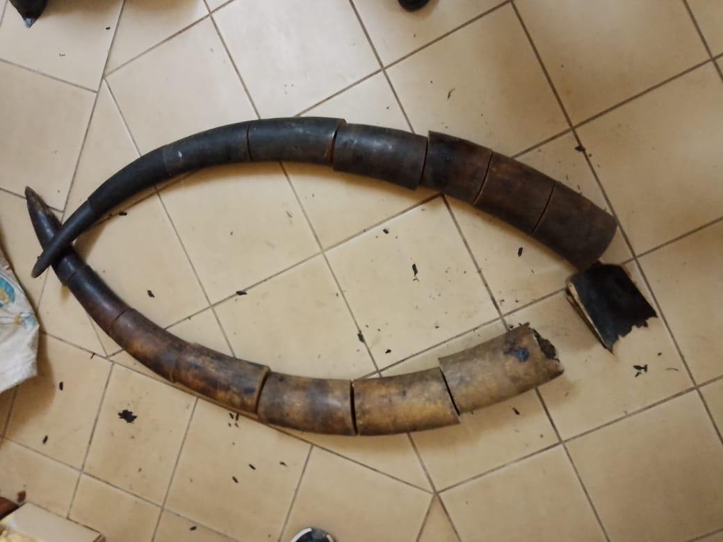 Trois Trafiquants Interpellés Avec Défenses d'Éléphant Trois Trafiquants Interpellés Avec Défenses d'Éléphant