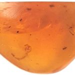 Moustiques Fossiles De 99 Millions D’Années Découverts Moustiques Fossiles De 99 Millions D'Années Découverts