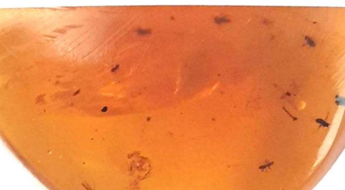 Moustiques Fossiles De 99 Millions D’Années Découverts Moustiques Fossiles De 99 Millions D'Années Découverts