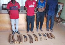 Arrestation de 4 Trafiquants d’Ivoires à Makokou Arrestation de 4 Trafiquants d'Ivoires à Makokou