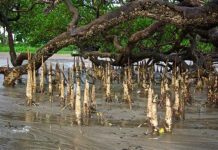 Plantation de 2 000 Palétuviers à Alibandeng Plantation de 2 000 Palétuviers à Alibandeng