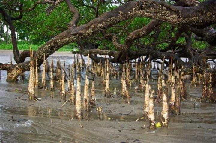 Plantation de 2 000 Palétuviers à Alibandeng Plantation de 2 000 Palétuviers à Alibandeng