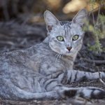 Ancêtre Du Chat Domestique A Traversé La Méditerranée Ancêtre Du Chat Domestique A Traversé La Méditerranée