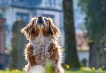 Croisements Récents Avec Loups Influencent Chiens Modernes Croisements Récents Avec Loups Influencent Chiens Modernes