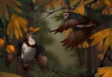 Un Oiseau Étouffé Avec 800 Cailloux Il Y A 120 Millions D’Années Un Oiseau Étouffé Avec 800 Cailloux Il Y A 120 Millions D'Années