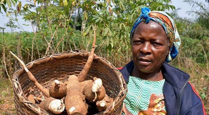 Entreprendre Dans Le Manioc: Opportunité Pour 130 Projets Entreprendre Dans Le Manioc: Opportunité Pour 130 Projets