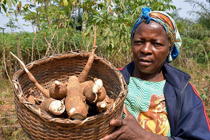 Entreprendre Dans Le Manioc: Opportunité Pour 130 Projets Entreprendre Dans Le Manioc: Opportunité Pour 130 Projets