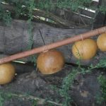 Mvett à l’Unesco: Conflit d’identité culturelle au Gabon Mvett à l'Unesco: Conflit d'identité culturelle au Gabon