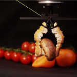 Des chercheurs créent une pince robotique avec des langoustines Des chercheurs créent une pince robotique avec des langoustines