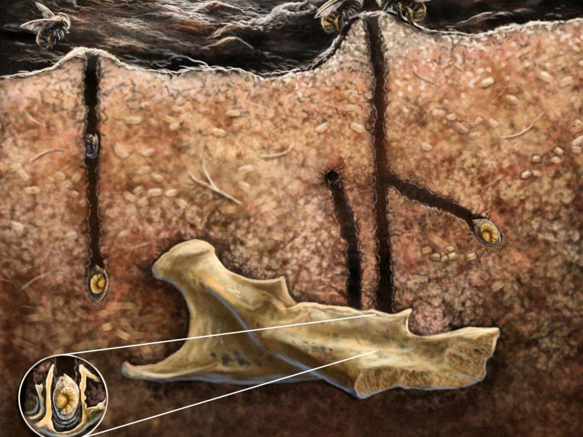 Abeilles Nichant Dans Des Fossiles Comportement Inédit Abeilles Nichant Dans Des Fossiles Comportement Inédit