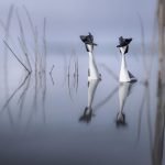 Origami Sauvage: Pliages Poétiques d’Animaux Origami Sauvage: Pliages Poétiques d'Animaux