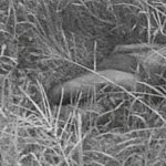 Cadavre Découvert en Décomposition à Akanda à Noël Cadavre Découvert en Décomposition à Akanda à Noël