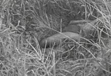 Cadavre Découvert en Décomposition à Akanda à Noël Cadavre Découvert en Décomposition à Akanda à Noël