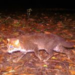 Espèce de Chat Sauvage Redécouverte en Thaïlande Espèce de Chat Sauvage Redécouverte en Thaïlande