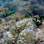 Récifs Coralliens Caraïbes Réduits de Moitié Depuis 1980 Récifs Coralliens Caraïbes Réduits de Moitié Depuis 1980