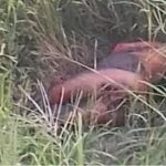 Akanda Révèle Une Découverte Macabre Ébranlant Le Pays Akanda Révèle Une Découverte Macabre Ébranlant Le Pays