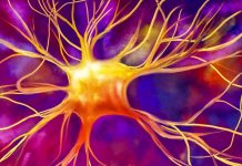 6 Règles Pour Stimuler La Production De Nouveaux Neurones 6 Règles Pour Stimuler La Production De Nouveaux Neurones