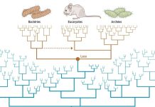 Luca, l’ancêtre de tous les êtres vivants Luca, l'ancêtre de tous les êtres vivants