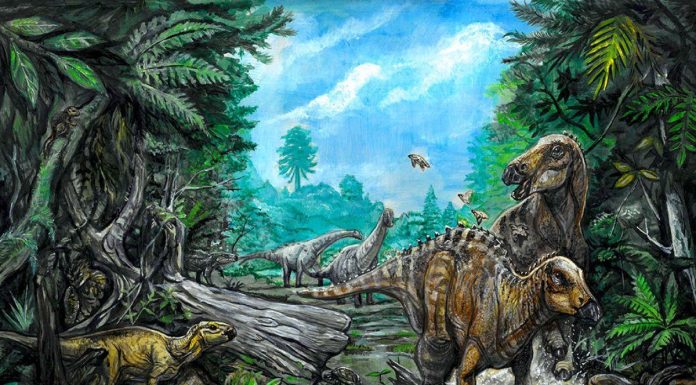 Dinosaures Découverts en Transylvanie, Pays de Dracula Dinosaures Découverts en Transylvanie, Pays de Dracula