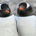 Manchots d’Antarctique Avancent Reproduction à Vitesse Record Manchots d'Antarctique Avancent Reproduction à Vitesse Record