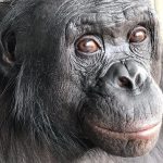 Un Bonobo Prouve L’Imagination Partagée Avec L’Homme Un Bonobo Prouve L'Imagination Partagée Avec L'Homme