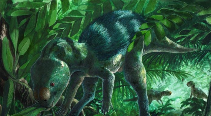 Ce Petit Dinosaure Avait une Mâchoire Vraiment Étrange Ce Petit Dinosaure Avait une Mâchoire Vraiment Étrange