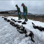 Grippe Aviaire En Antarctique Touche Oiseaux Marins Grippe Aviaire En Antarctique Touche Oiseaux Marins