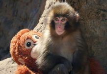 Accroche-Toi Punch: Un Bébé Macaque Fait Sensation Accroche-Toi Punch: Un Bébé Macaque Fait Sensation