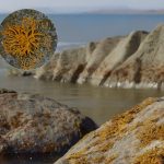 L’âge du plus ancien lichen connu L'âge du plus ancien lichen connu