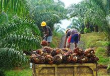 Agriculture de Rente en Chute au Gabon Après Embellie Agriculture de Rente en Chute au Gabon Après Embellie