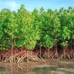 Aurore Lance Projet Mangrove Verte à Port-Gentil Aurore Lance Projet Mangrove Verte à Port-Gentil
