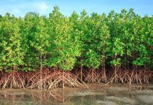 Aurore Lance Projet Mangrove Verte à Port-Gentil Aurore Lance Projet Mangrove Verte à Port-Gentil