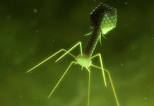 Antibiorésistance: Un Virus Créé Pour L’Exploiter Antibiorésistance: Un Virus Créé Pour L'Exploiter