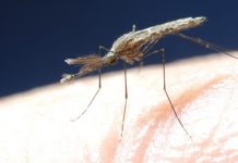 Moustiques Asiatiques et Sang Humain Depuis 2 Millions d’Années Moustiques Asiatiques et Sang Humain Depuis 2 Millions d'Années