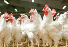 Agro-Industrie: L’Inspirant ModèLe Brésilien Agro-Industrie: L’Inspirant ModèLe Brésilien