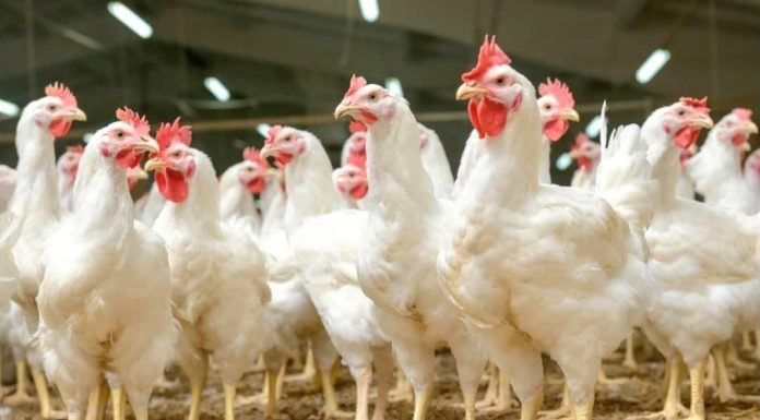 Agro-Industrie: L’Inspirant ModèLe Brésilien Agro-Industrie: L’Inspirant ModèLe Brésilien