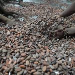 Une Loi Européenne Inquiète les Producteurs de Cacao Ouest-Africains Une Loi Européenne Inquiète les Producteurs de Cacao Ouest-Africains
