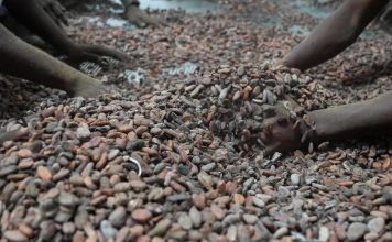 Une Loi Européenne Inquiète les Producteurs de Cacao Ouest-Africains Une Loi Européenne Inquiète les Producteurs de Cacao Ouest-Africains