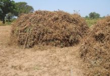 Government Encourages Farmers to buy Groundnut at seccos at D18000