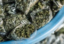 Cannabis dealer appears at Brikama Court Cannabis dealer appears at Brikama Court