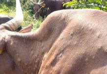 Outbreak of Lumpy Skin Disease on Cattle Confirms in the Gambia Outbreak of Lumpy Skin Disease on Cattle Confirms in the Gambia