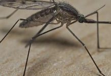 Scientists warn of a new invasive mosquito species in Africa Scientists warn of a new invasive mosquito species in Africa
