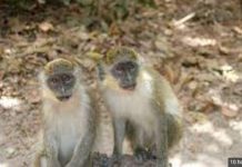 Forestry clarifies status of Monkey Park Forestry clarifies status of Monkey Park