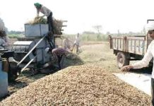 Farmers demand better groundnut price Farmers demand better groundnut price