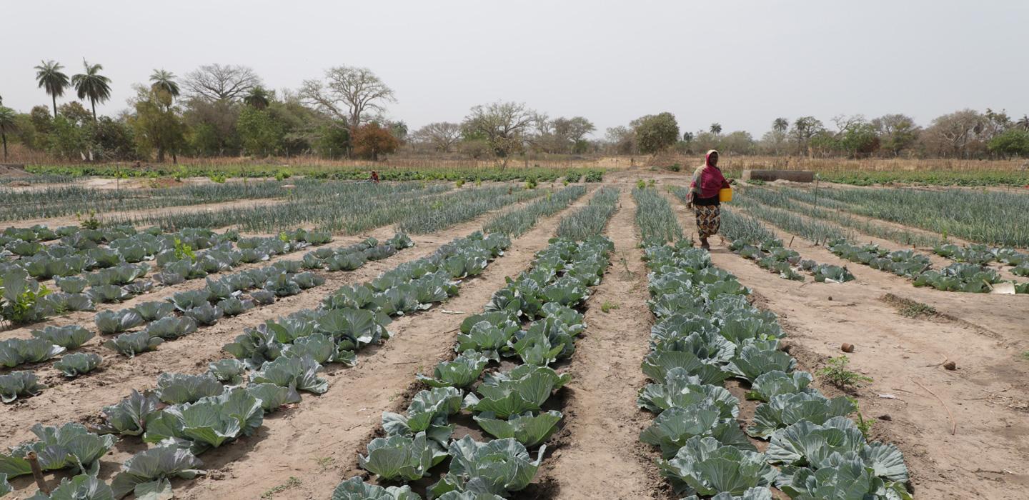 CRR farmers selling groundnut to local dealers CRR farmers selling groundnut to local dealers